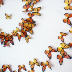 Thumbnail image for love monarchs, plant milkweed