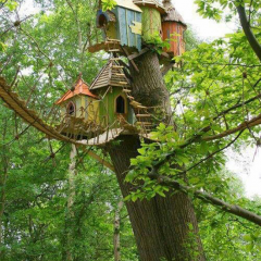 Thumbnail image for worth 1000 words: impossible treehouses