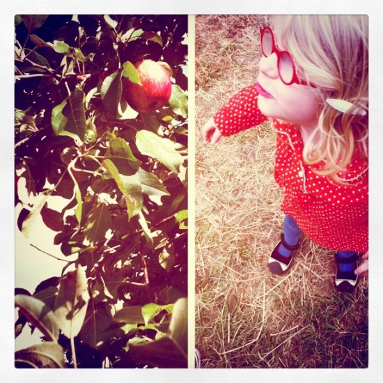 fall apple orchard photos with your toddler and kids